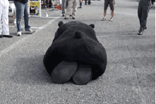 熊本熊匍匐前进