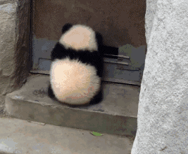 大熊猫搞笑GIF