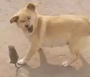 狗子抓老鼠狗子老鼠