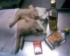 猪猪睡觉