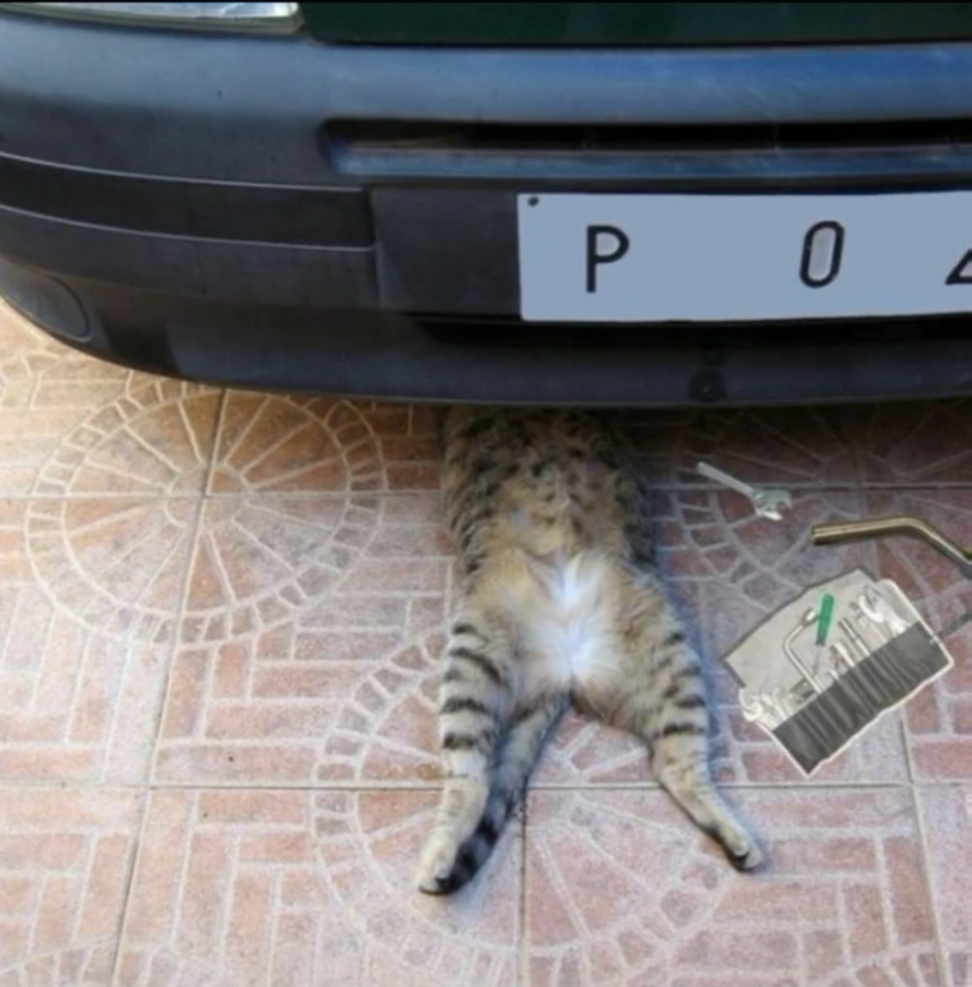 猫咪钻车底修理车