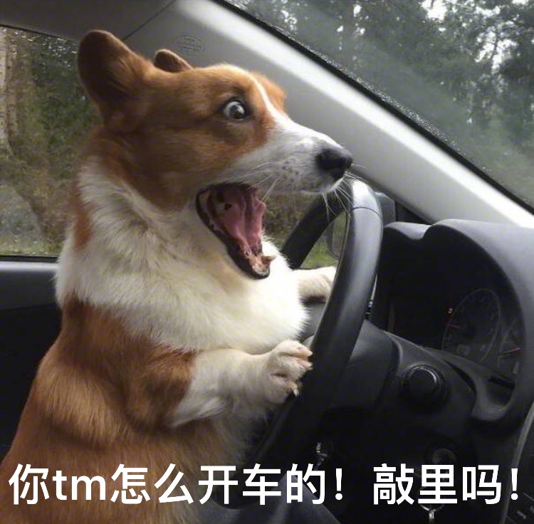 你tm怎么开车的敲里吗狗子开车