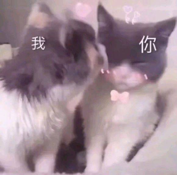 我强吻你猫咪
