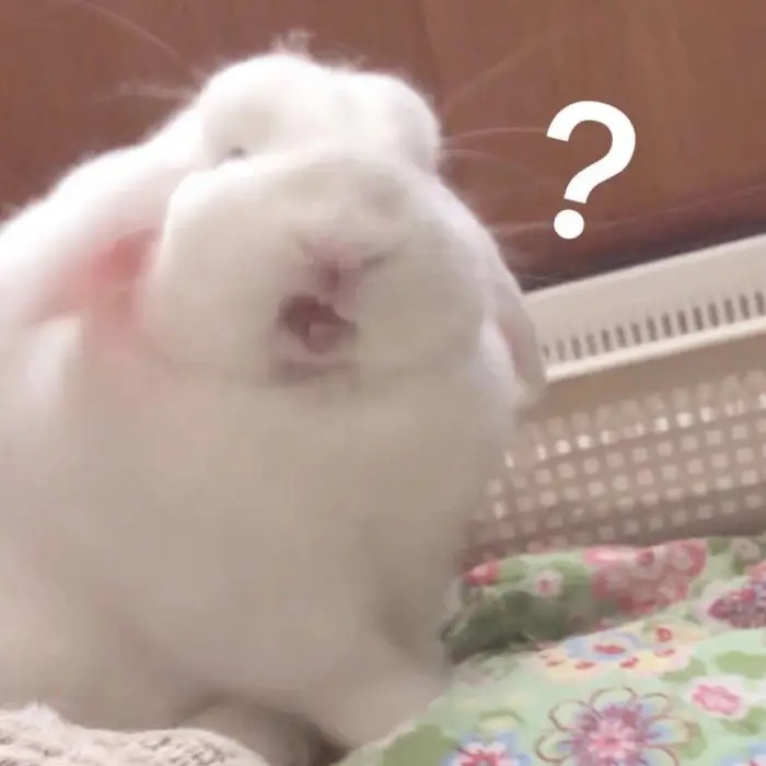 兔兔系列兔子