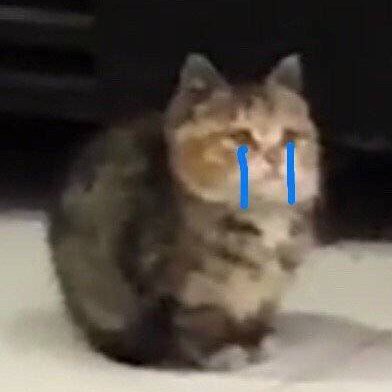 猫咪流泪