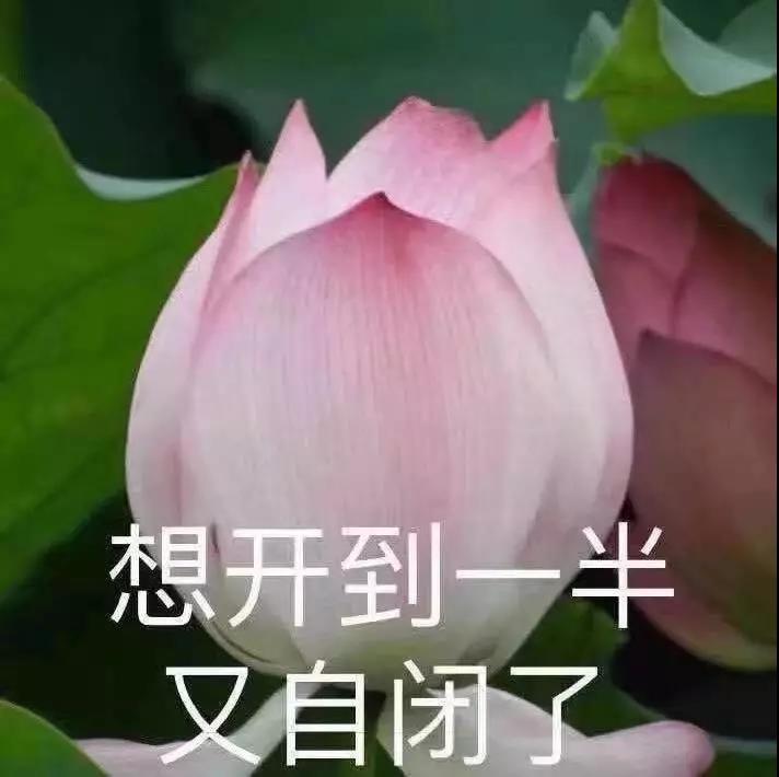 荷花老年人表情包图片