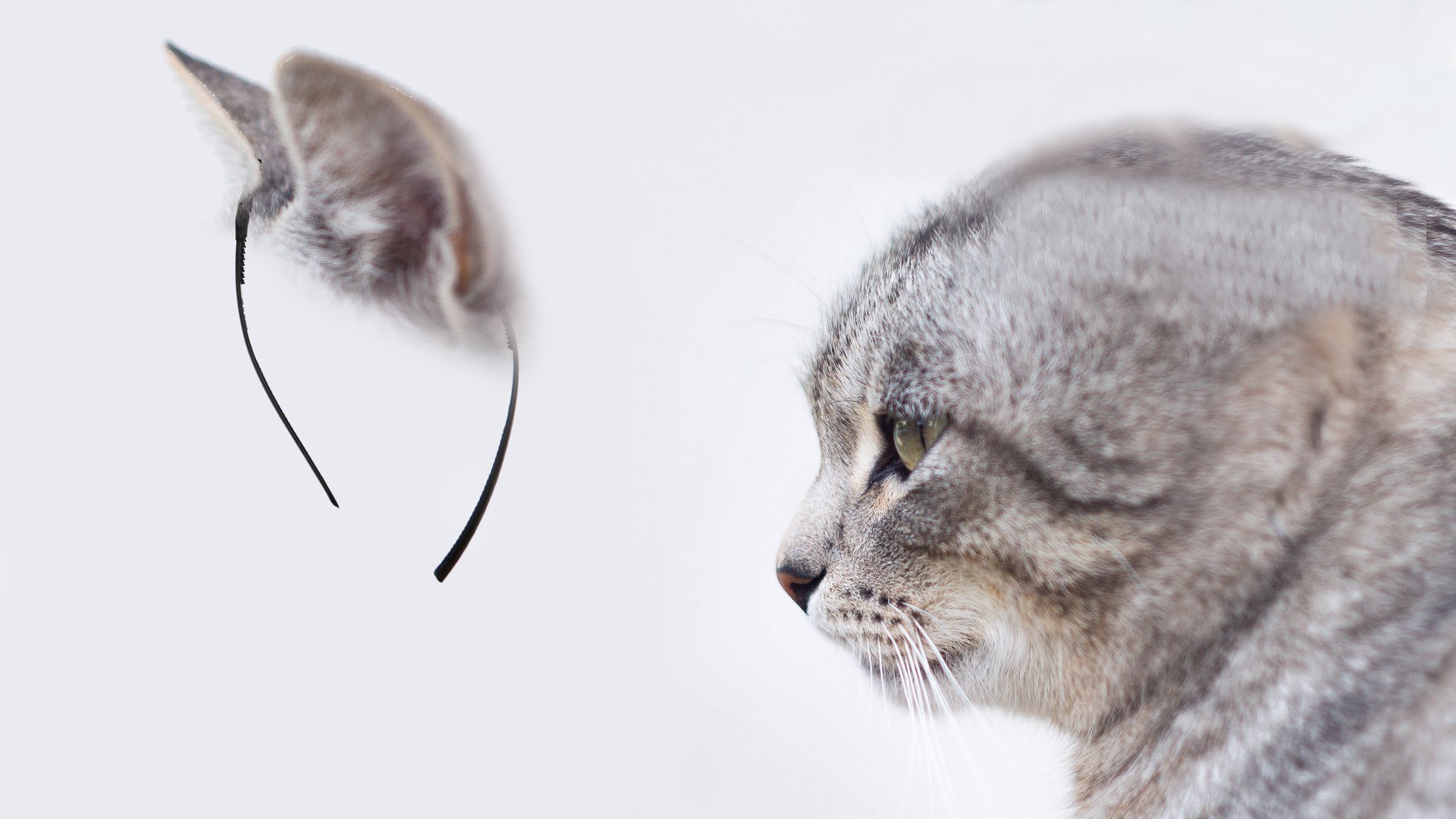 苏格兰折耳猫|摄影|宠物摄影|AMYWORKS赛猫摄影 - 原创作品 - 站酷 (ZCOOL)