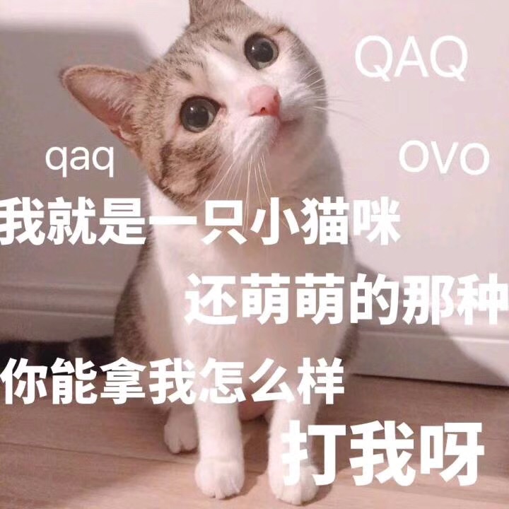 qaqQAQovo我就是一只小猫咪还萌萌哒的那种你能拿我怎么样打我呀