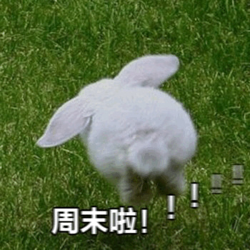 周末啦奔跑的兔子