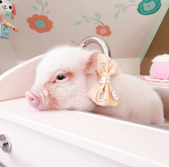 粉红小猪猪