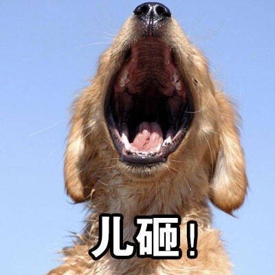 儿砸狗子