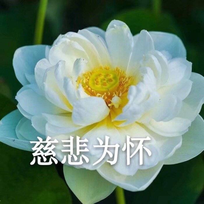 慈悲为怀图片莲花图片