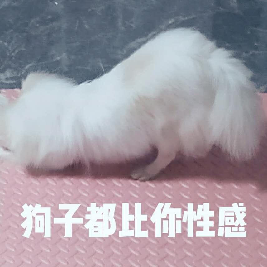 屌丝狗子的日常