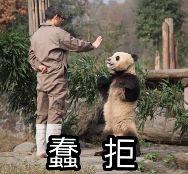 蠢拒绝熊猫熊猫拒绝
