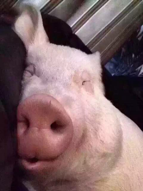 猪猪睡觉了猪猪睡觉
