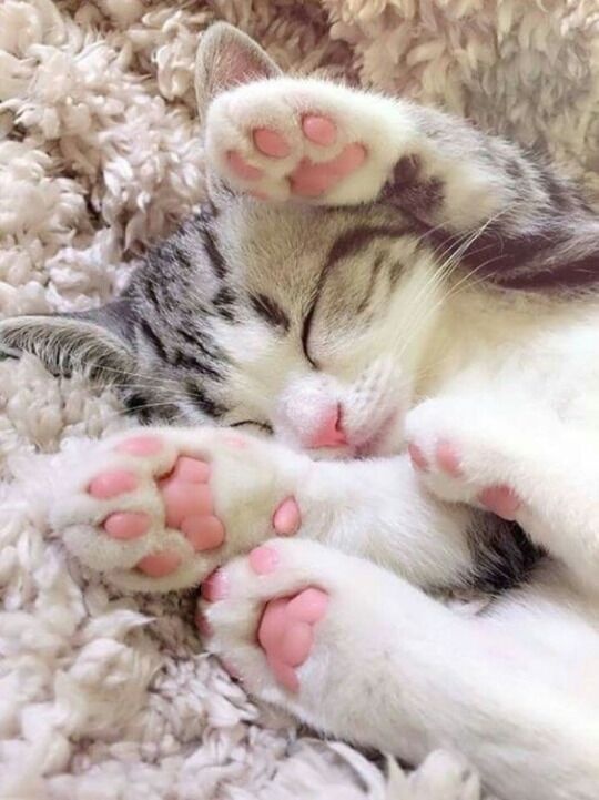 可爱小猫小猫可爱