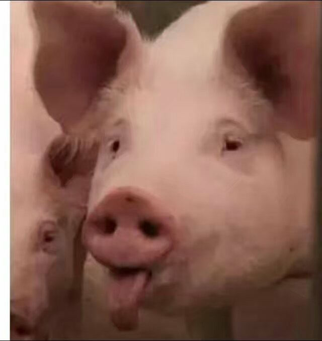 你是猪吗猪猪舌头