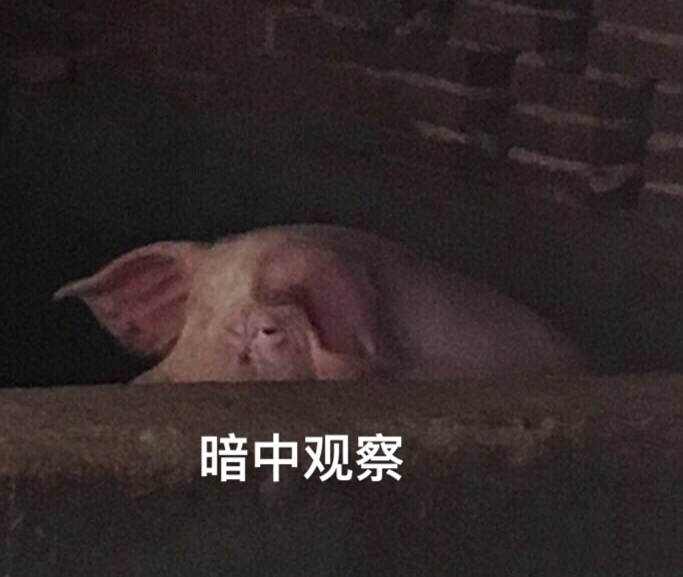 猪猪暗中观察猪猪暗中观察
