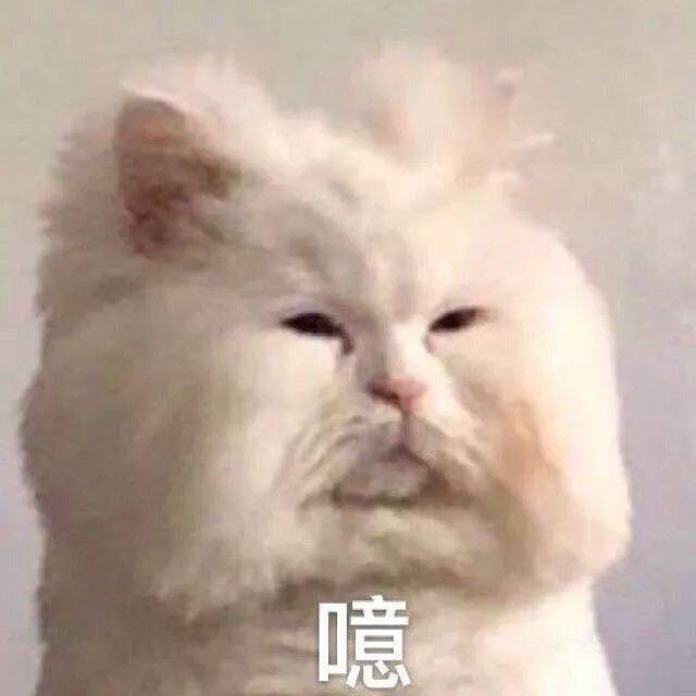 噫猫咪猫咪
