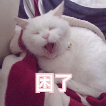 喵喵晚安-5