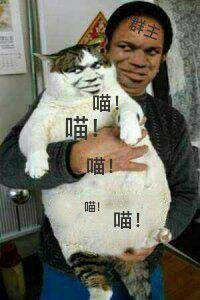 真人猥琐猫合集-24
