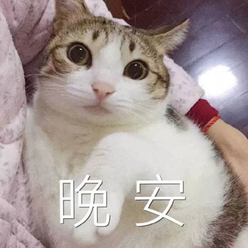 喵喵晚安-8