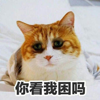 喵喵晚安-23