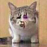 真人猥琐猫合集-104