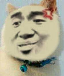 真人猥琐猫合集-99