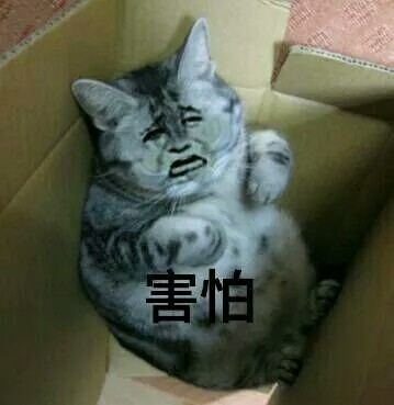 真人猥琐猫合集-33