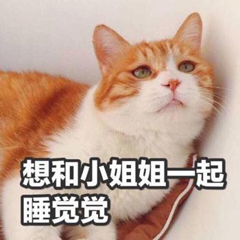 喵喵晚安-25