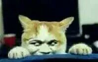 真人猥琐猫合集-93