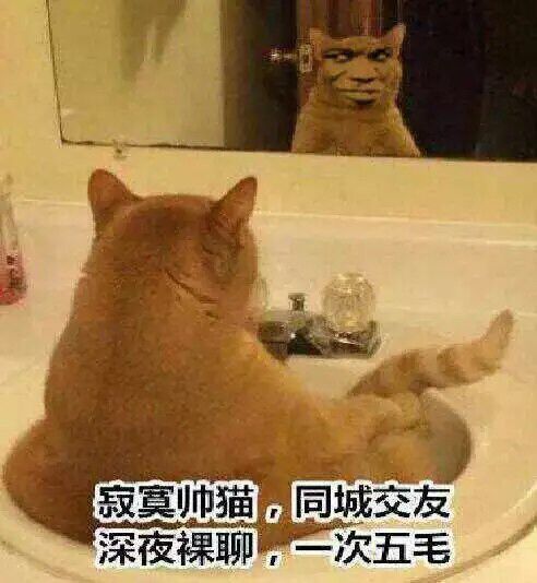 真人猥琐猫合集-19