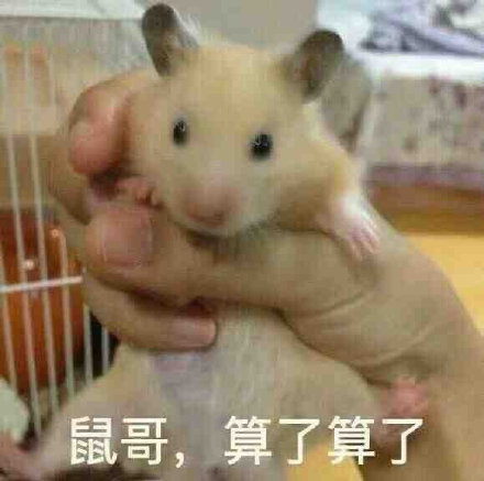 鼠哥算了算了