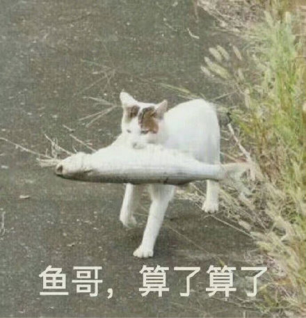 鱼哥算了算了