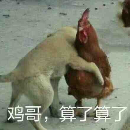 鸡哥算了算了